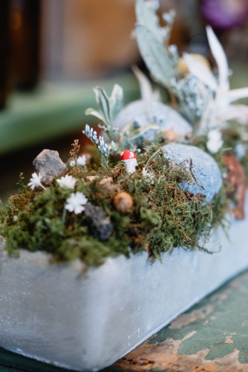Free A close-up of a nature-inspired indoor miniature garden with moss and small plants. Stock Photo