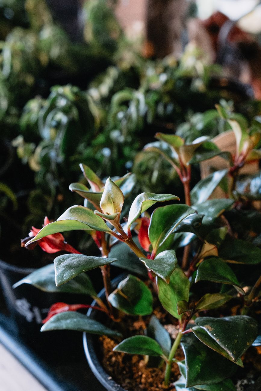 Detailed close-up of healthy lipstick plants with vibrant green leaves in pots.