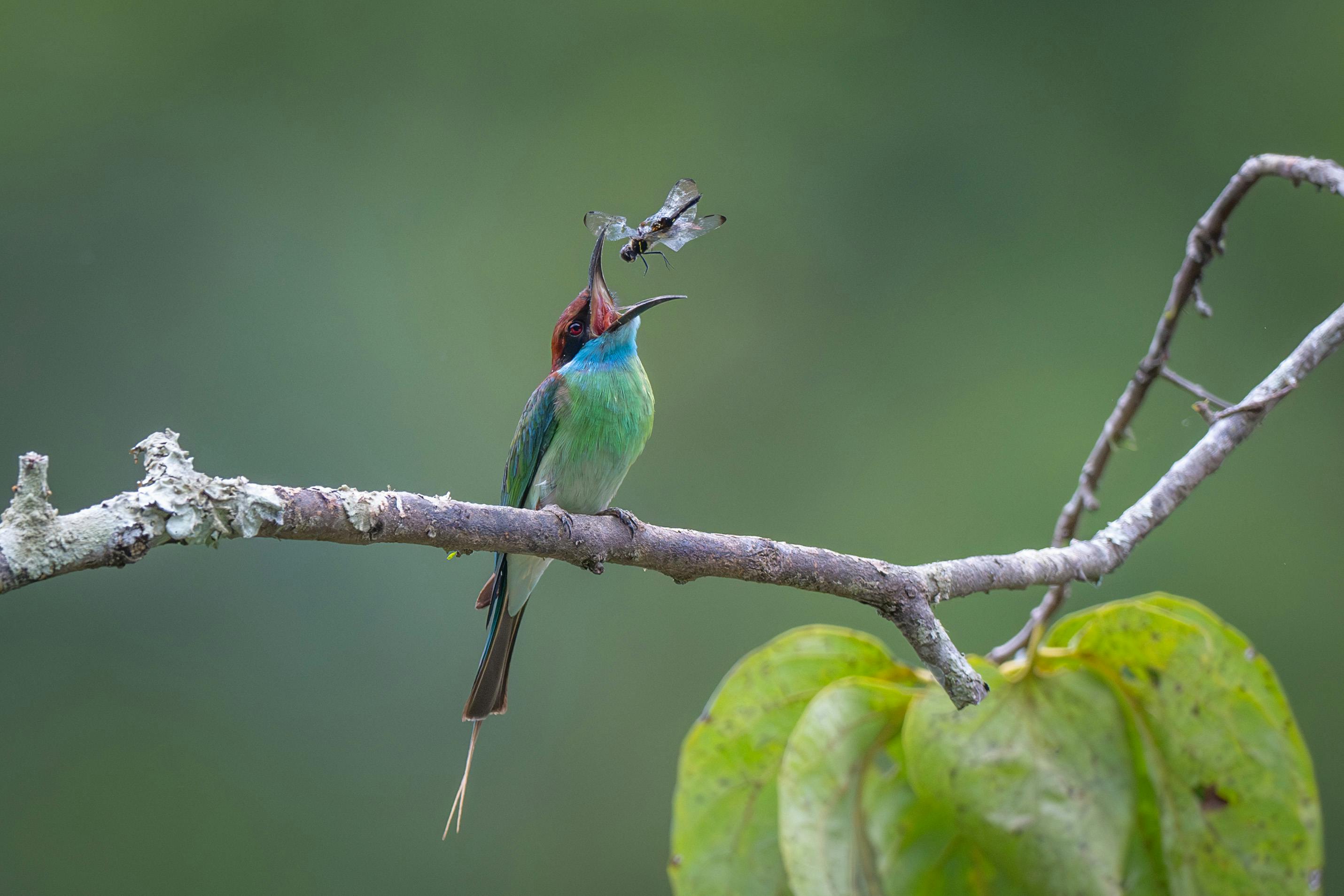 Vibrant blue-throated bee-eater perched on a branch catching an insect.