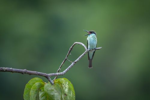 Free A stunning bee-eater bird perched on a branch with a lush green backdrop. Stock Photo