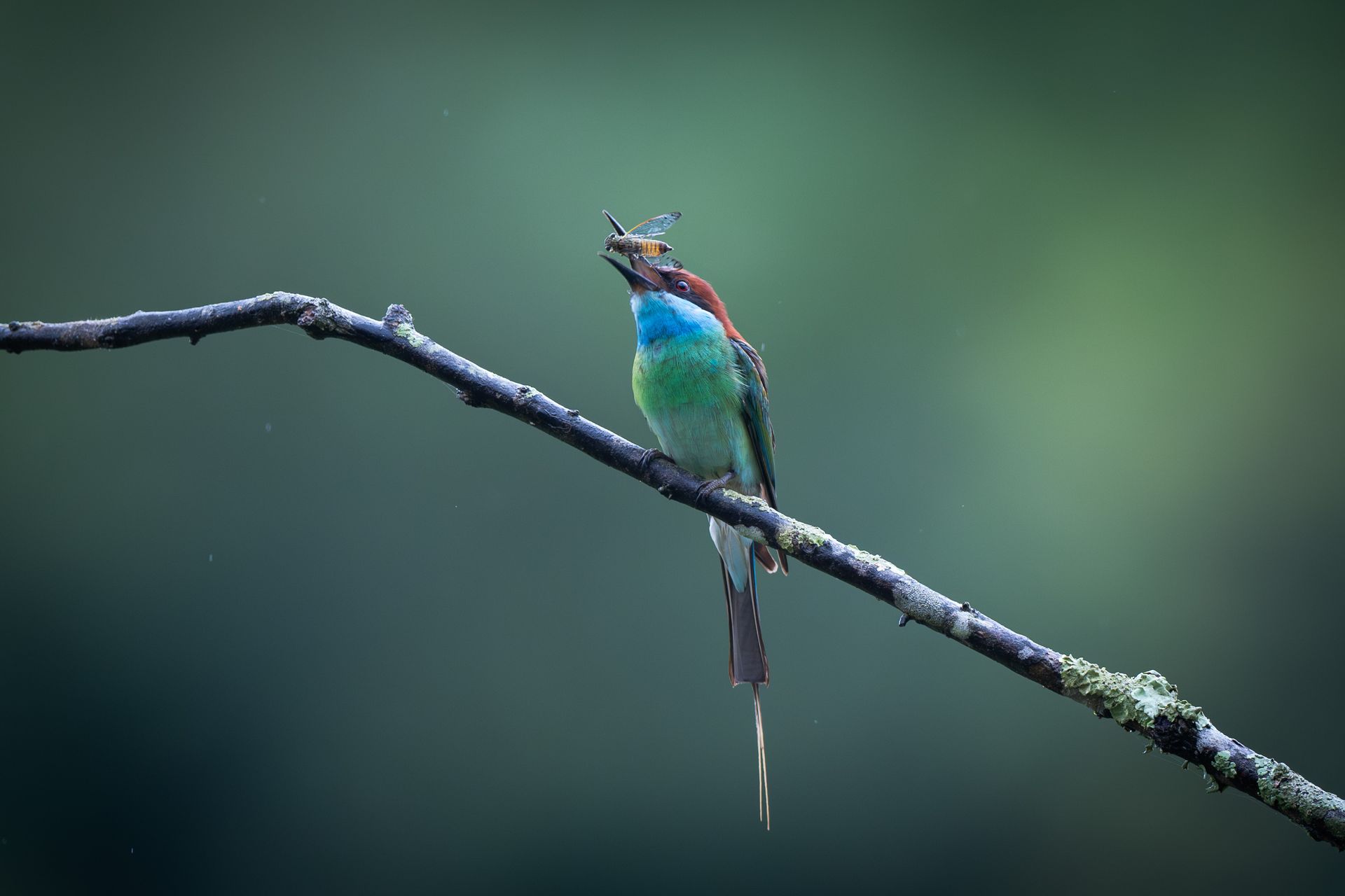 A vibrant bird perched on a lichen-covered branch captures an insect in its beak.