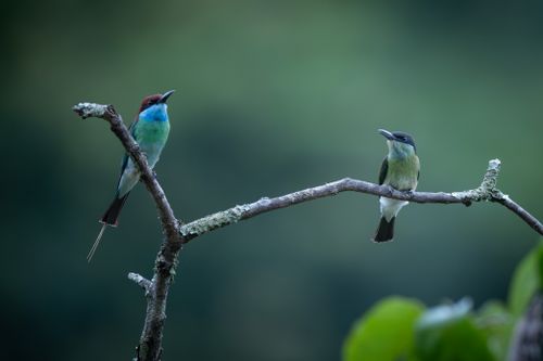 Free Two colorful birds perched on a branch, surrounded by lush greenery. Stock Photo