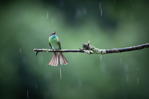 A vibrant green bee-eater bird on a branch during rain, against a blurred green background.
