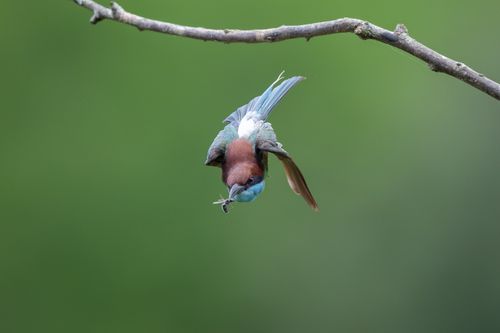 Free A vibrant European Roller captures an insect while hanging upside down on a branch. Stock Photo