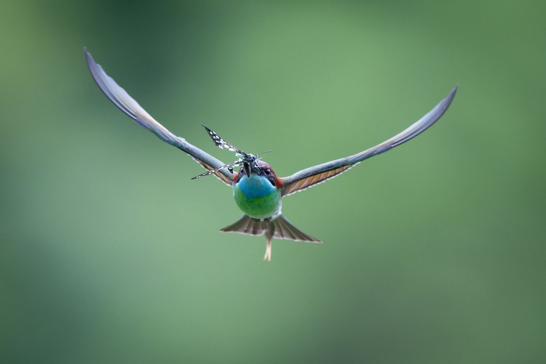 Fly Insect Mid Flight Vibrant Blue-Bellied Bird in Flight with Insect · Free Stock Photo