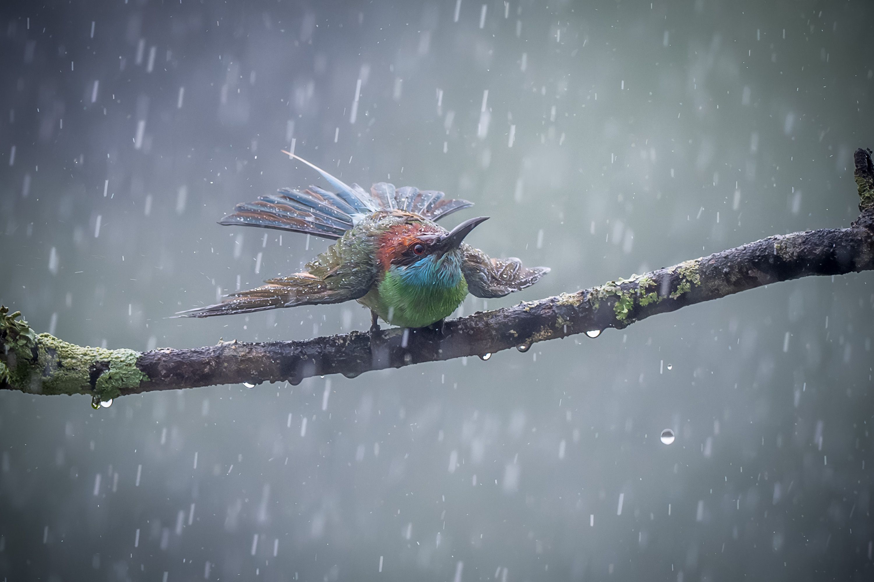 五颜六色的鸟儿在长满青苔的树枝上栖息在雨中 · 免费素材图片