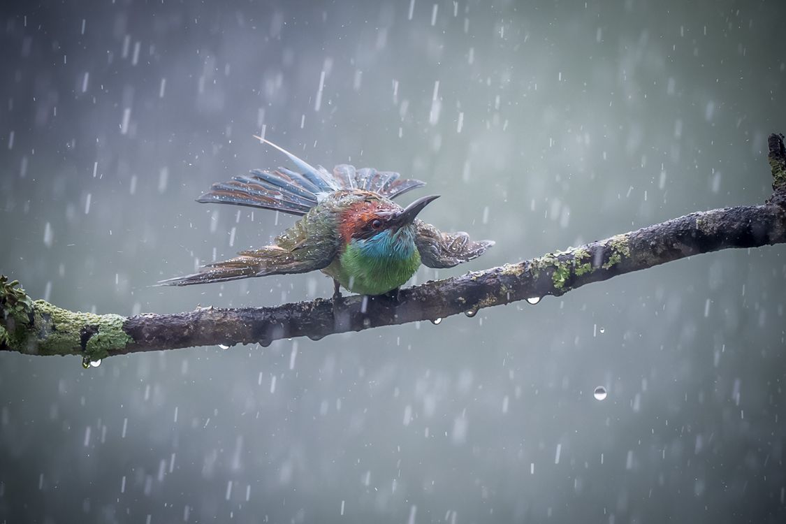 五颜六色的鸟儿在长满青苔的树枝上栖息在雨中 · 免费素材图片