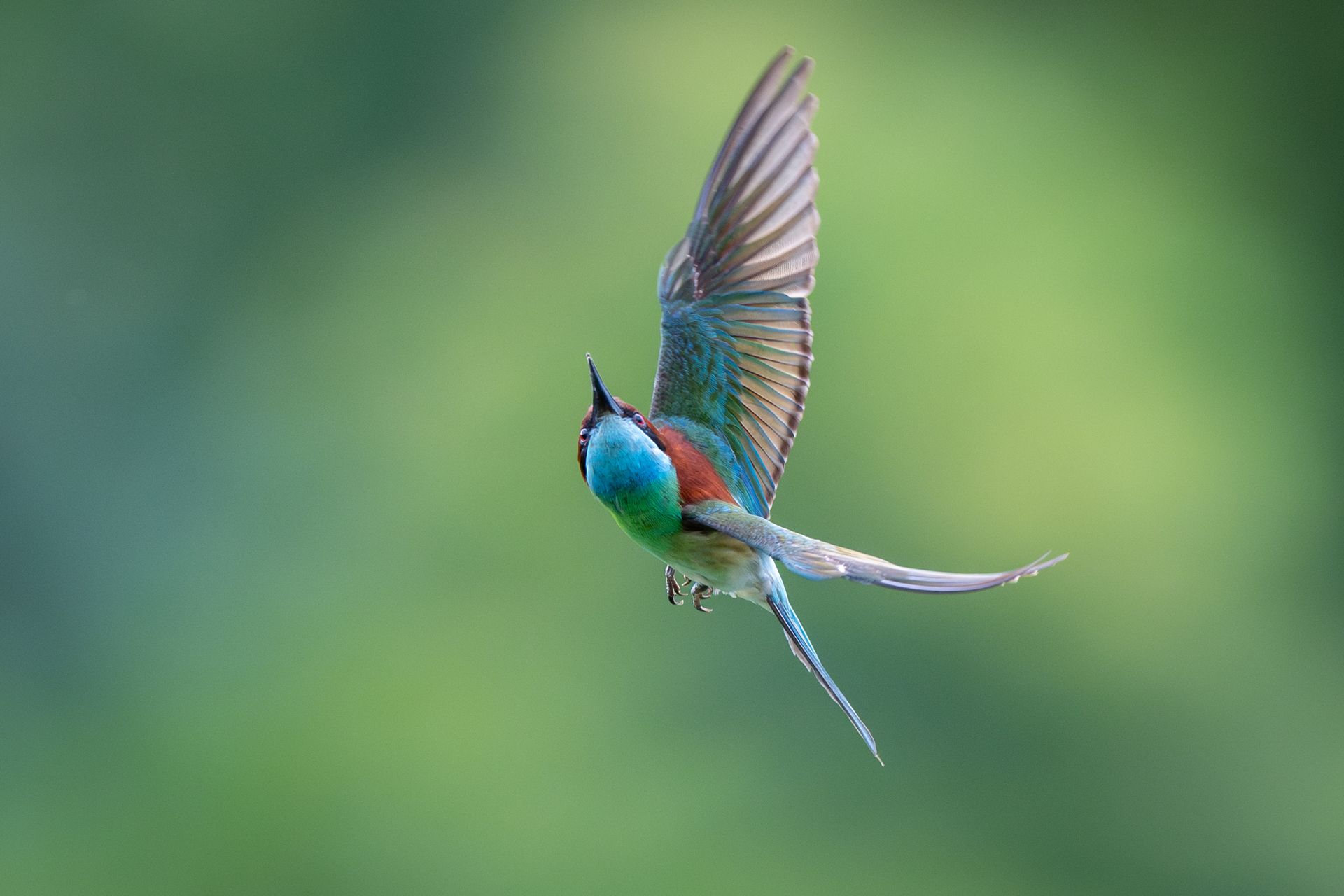 Captivating image of a colorful European bee-eater soaring gracefully through the air.