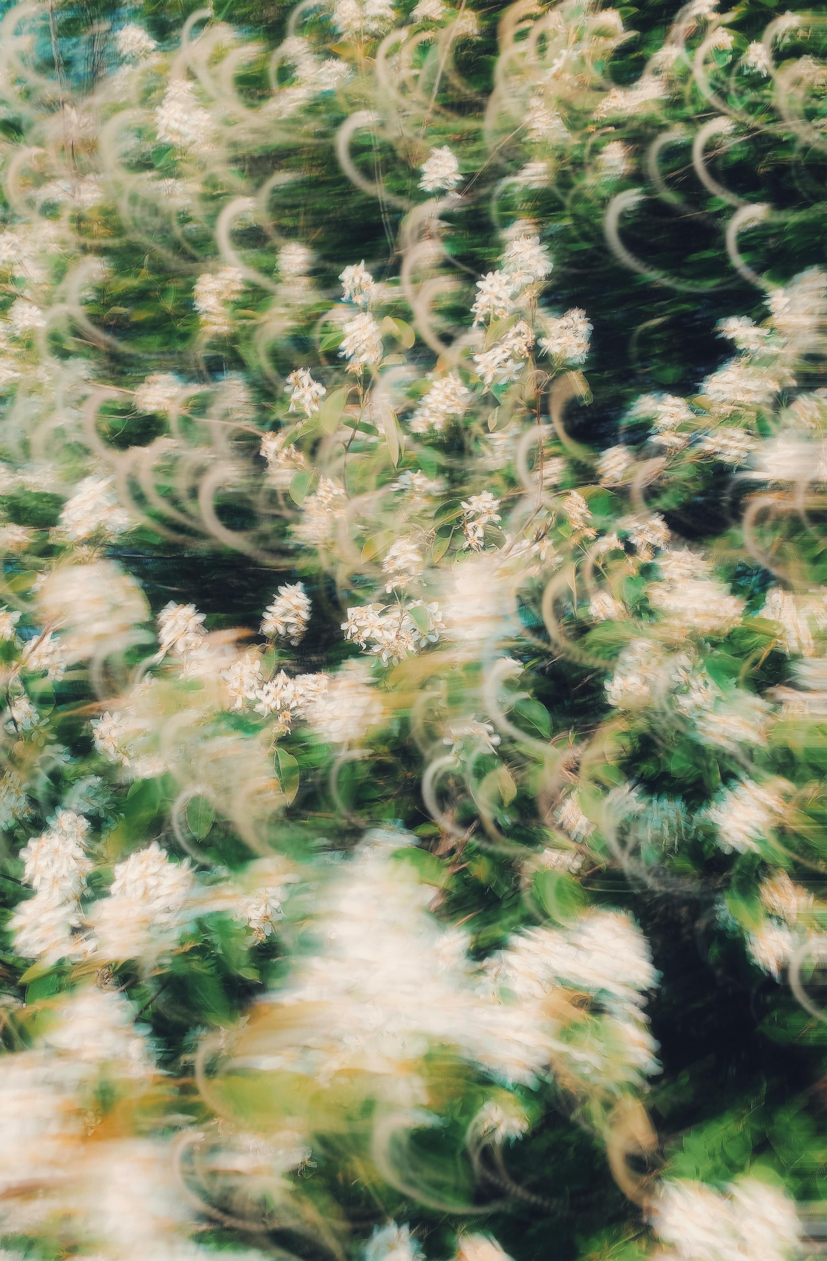 A dreamy, swirling abstract photo of white flowers creates a fantasy-like atmosphere.