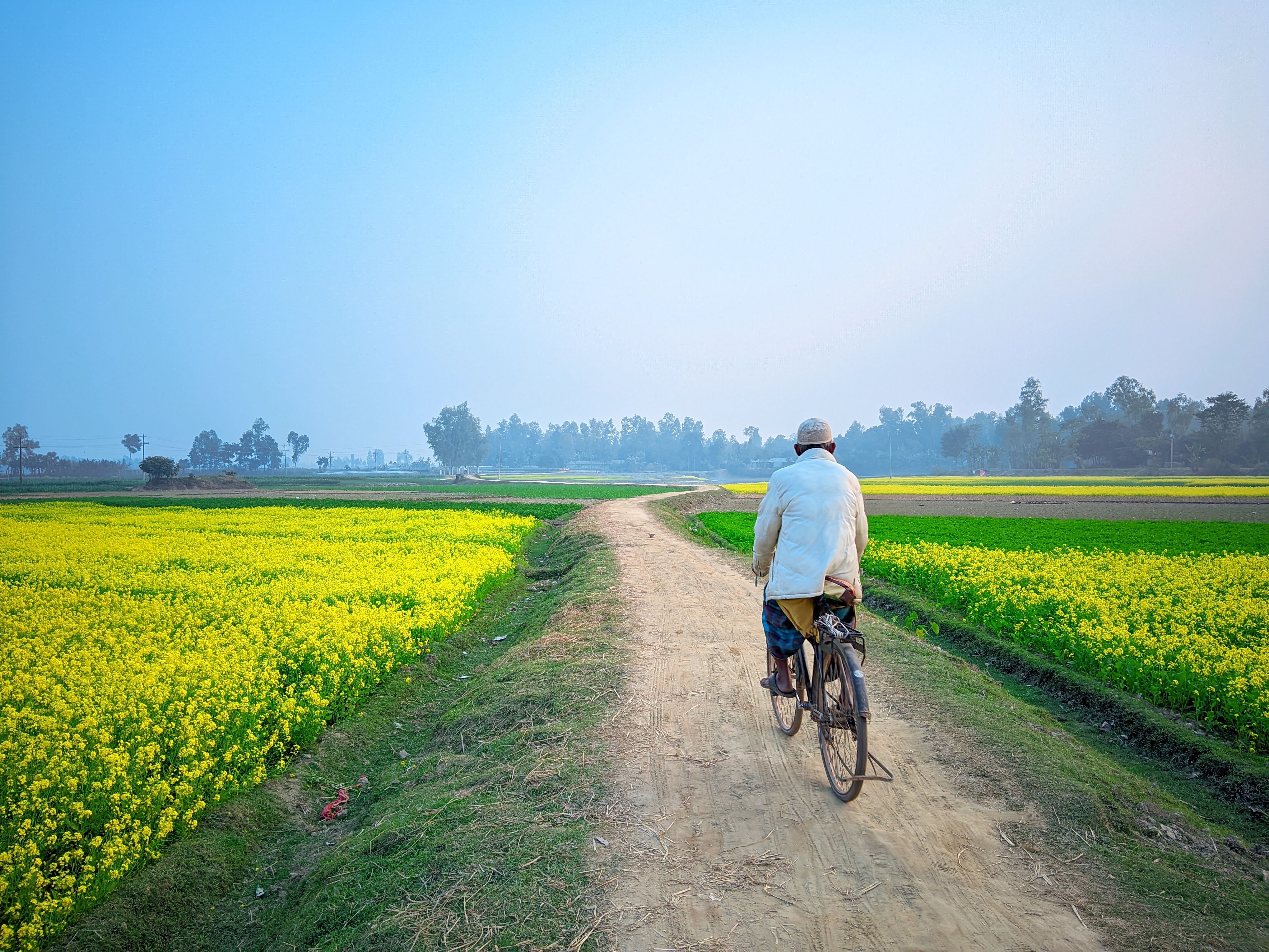 Cyclist on Rural Path through Bangladeshi Mustard Fields · Free Stock Photo