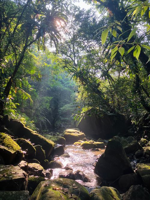 Free A tranquil stream flows through a lush tropical forest, illuminated by soft sunlight. Stock Photo