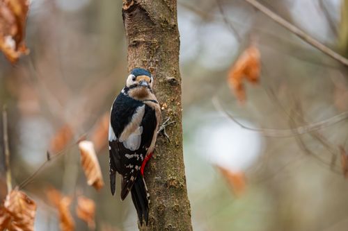 Free A Great Spotted Woodpecker perched on a tree in Ljubljana, captured in a vibrant autumn setting. Stock Photo