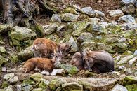 A small group of chamois resting among rocks in a natural habitat in Ljubljana, Slovenia.