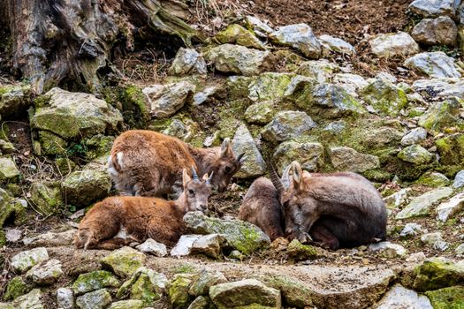 A small group of chamois resting among rocks in a natural habitat in Ljubljana, Slovenia.