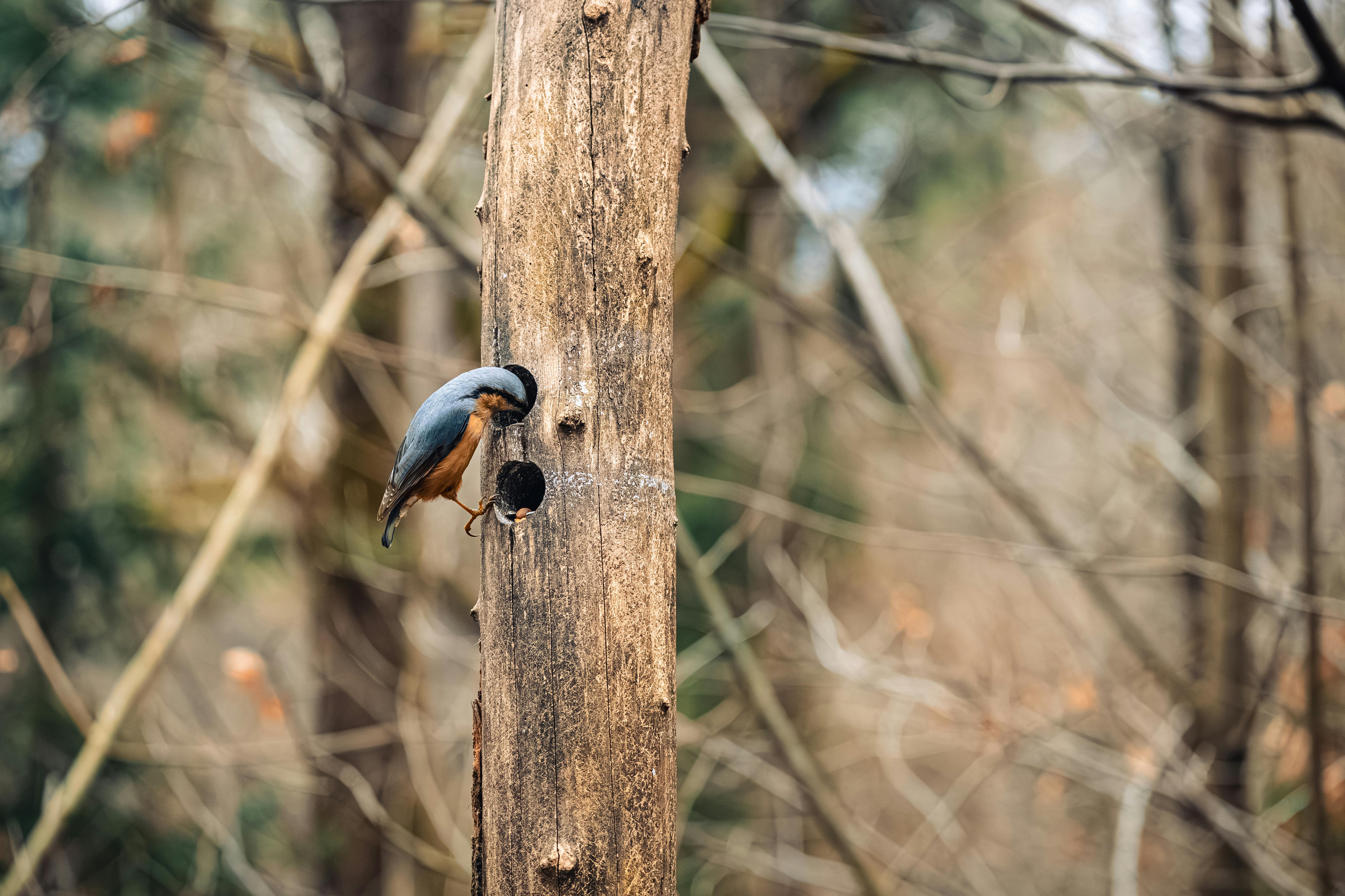 Pivert : Guide observation et habitat