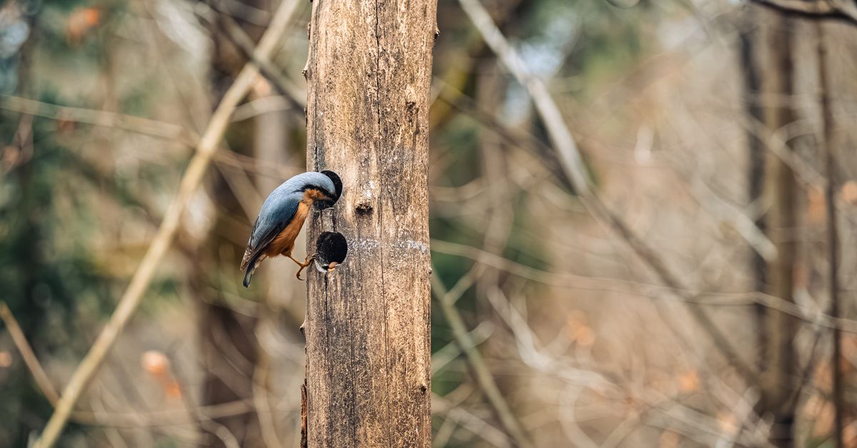 Pivert : Guide observation et habitat