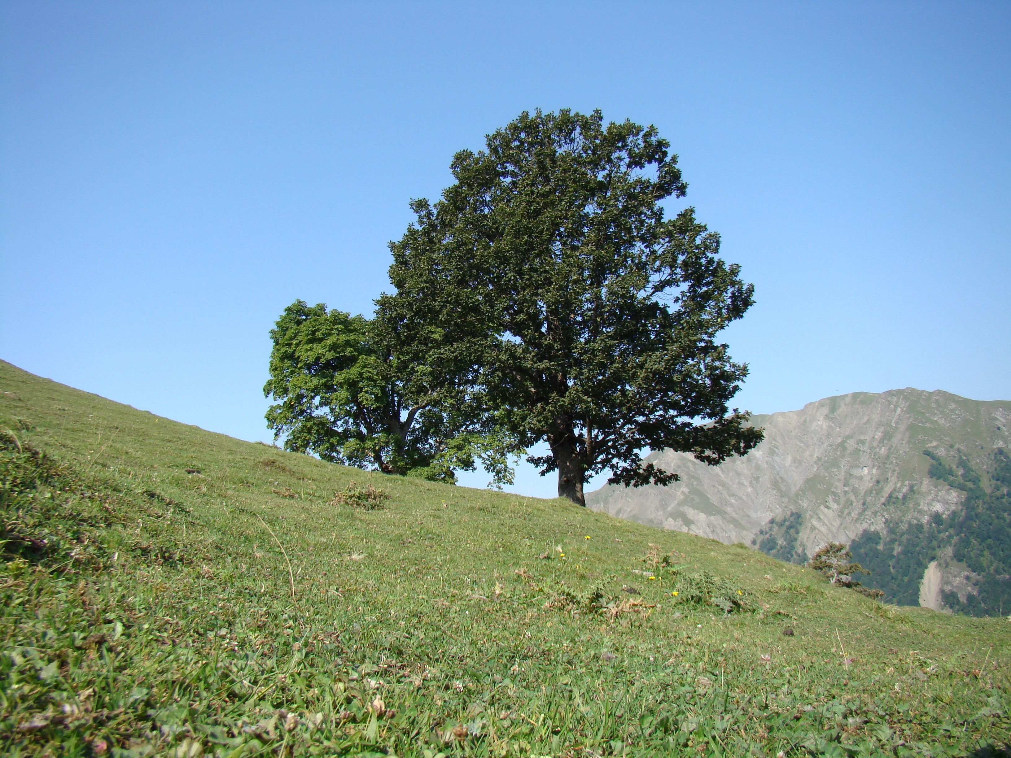 Serene Landscape with Lone Tree on Hill · Free Stock Photo