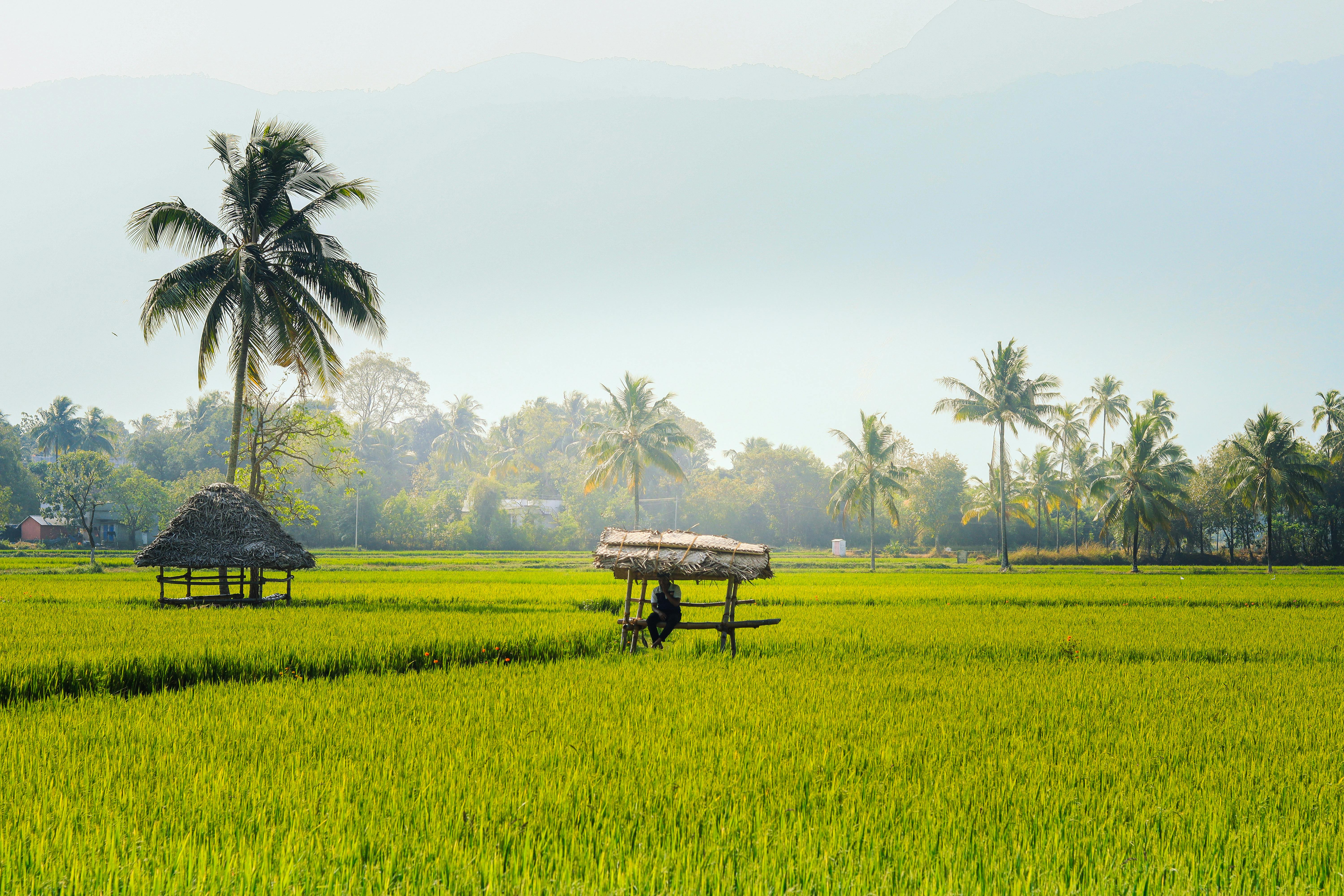 Serene rice fields in Palakkad, Kerala