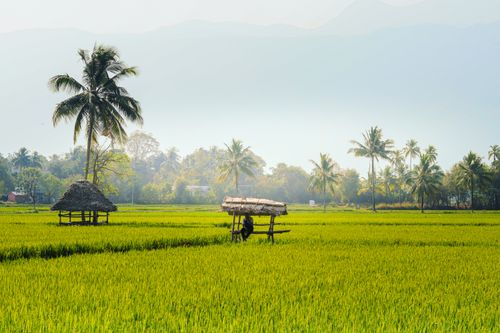 Free Lush green rice fields with palm trees in Palakkad, Kerala, India, showcasing rural tranquility. Stock Photo