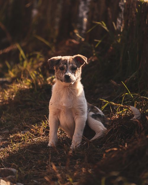 Free Cute puppy sitting in a sunlit forest clearing, surrounded by tall trees and soft foliage. Stock Photo