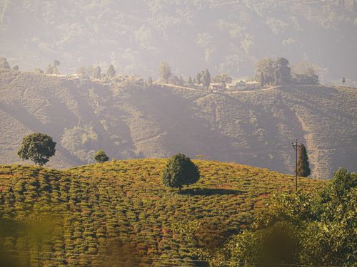 Free Picturesque view of a lush tea plantation with rolling hills and scattered trees, captured under soft daylight. Stock Photo