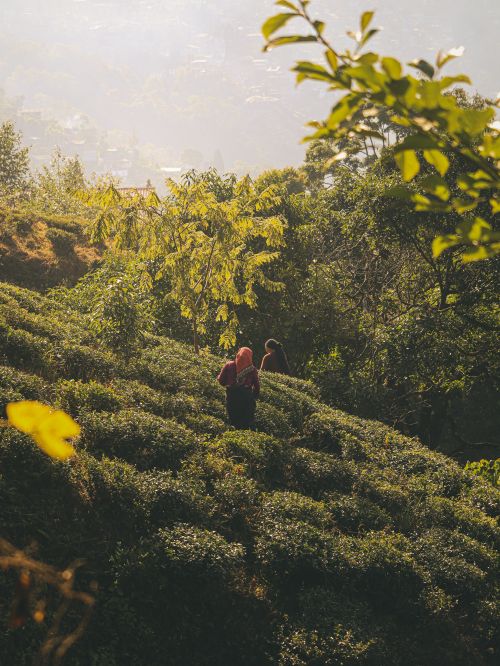 Free People walking through a lush, green tea plantation with sunlight filtering through the trees. Stock Photo