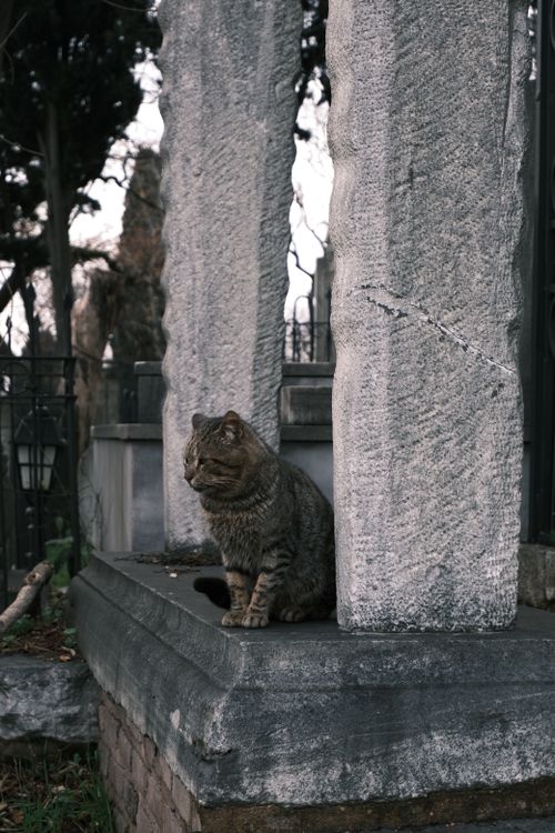 Free A serene street cat sits among ancient stone pillars in Istanbul, Turkey. Stock Photo