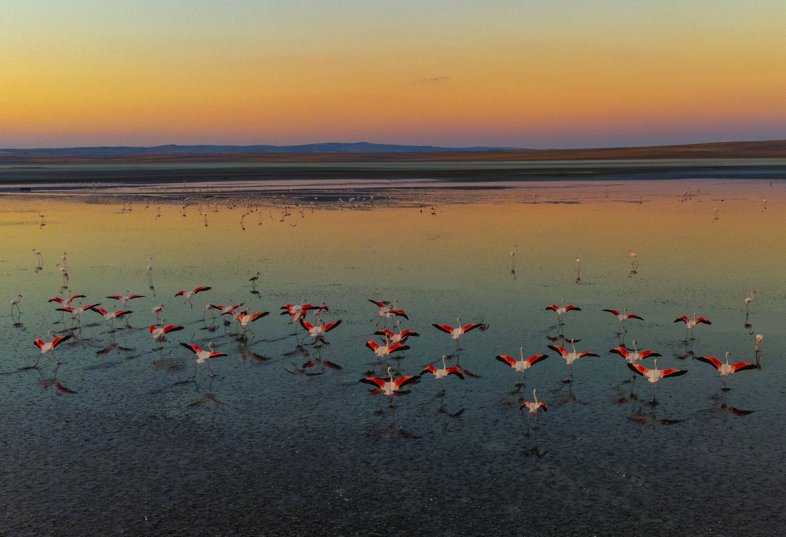 A flock of flamingos wading in a serene lake with a vibrant sunset sky in Turkey.