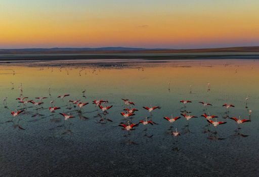 A flock of flamingos wading in a serene lake with a vibrant sunset sky in Turkey.
