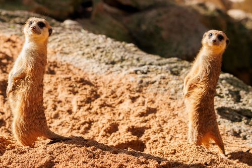 Free Two meerkats standing on alert in a sunny, sandy environment, showcasing their curious nature. Stock Photo