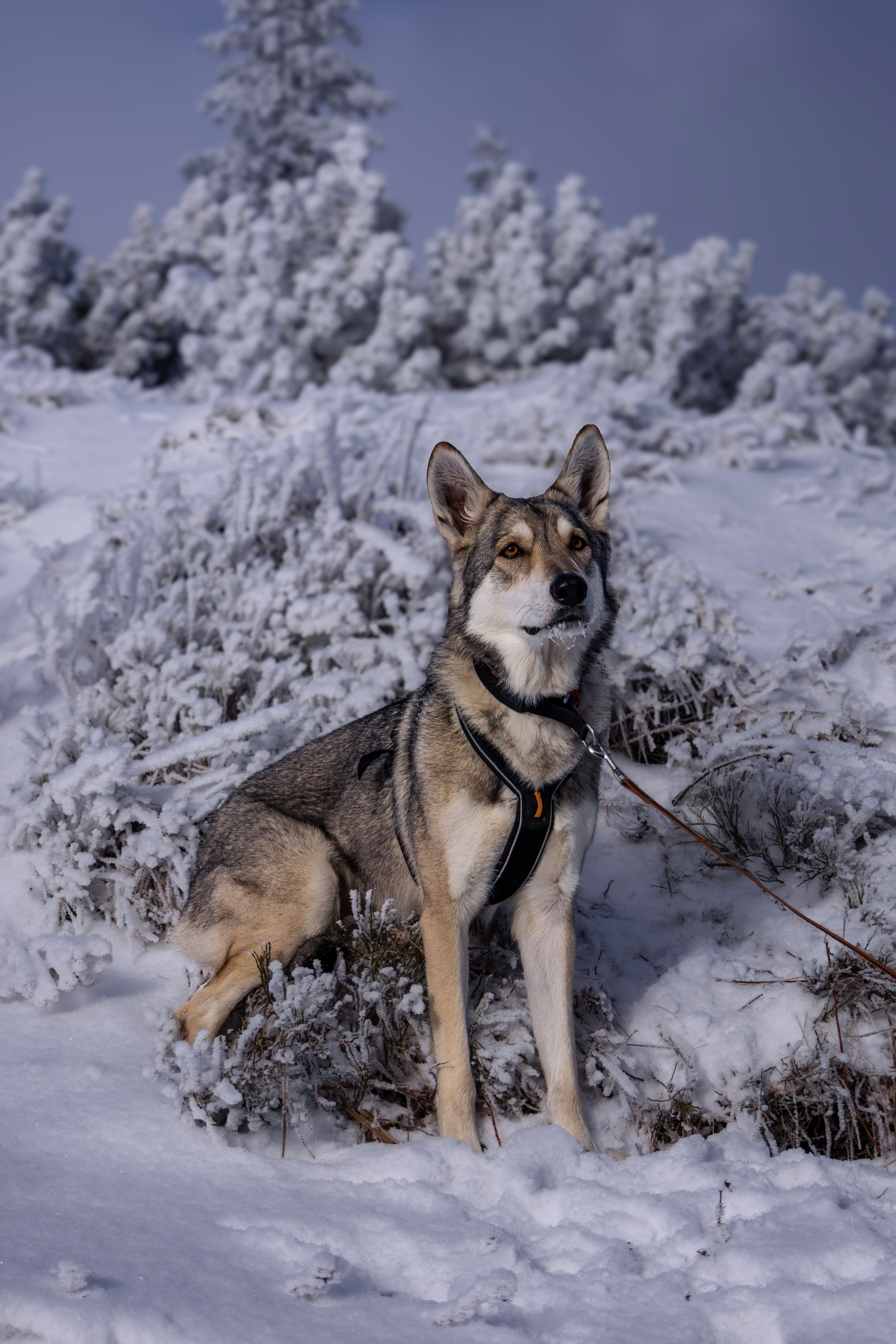 Siberian Husky in a Snowy Winter Landscape · Free Stock Photo
