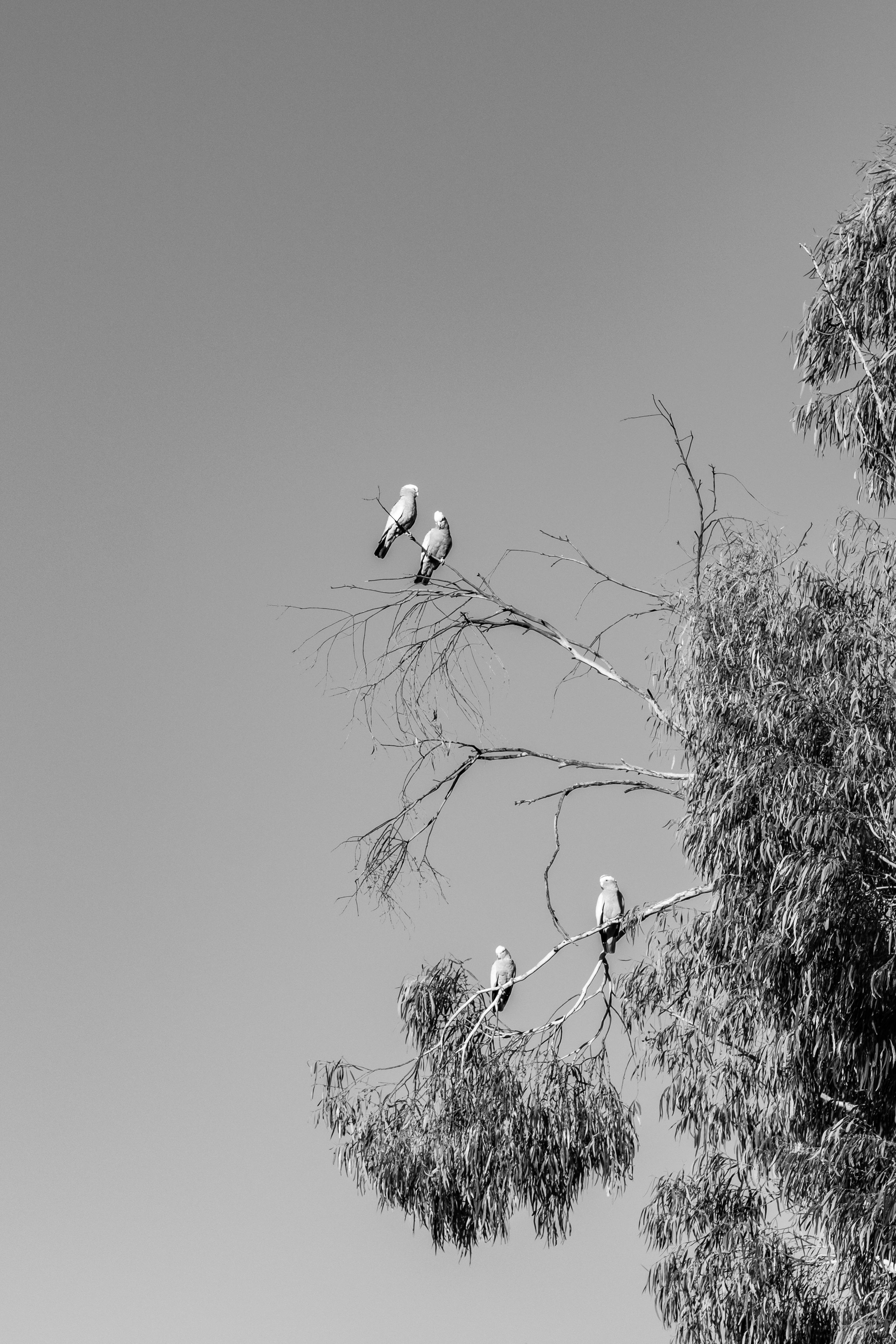 Monochrome image of cockatoos perched on eucalyptus branches against clear sky.