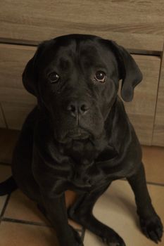 Charming black dog sitting indoors, looking up with big expressive eyes.