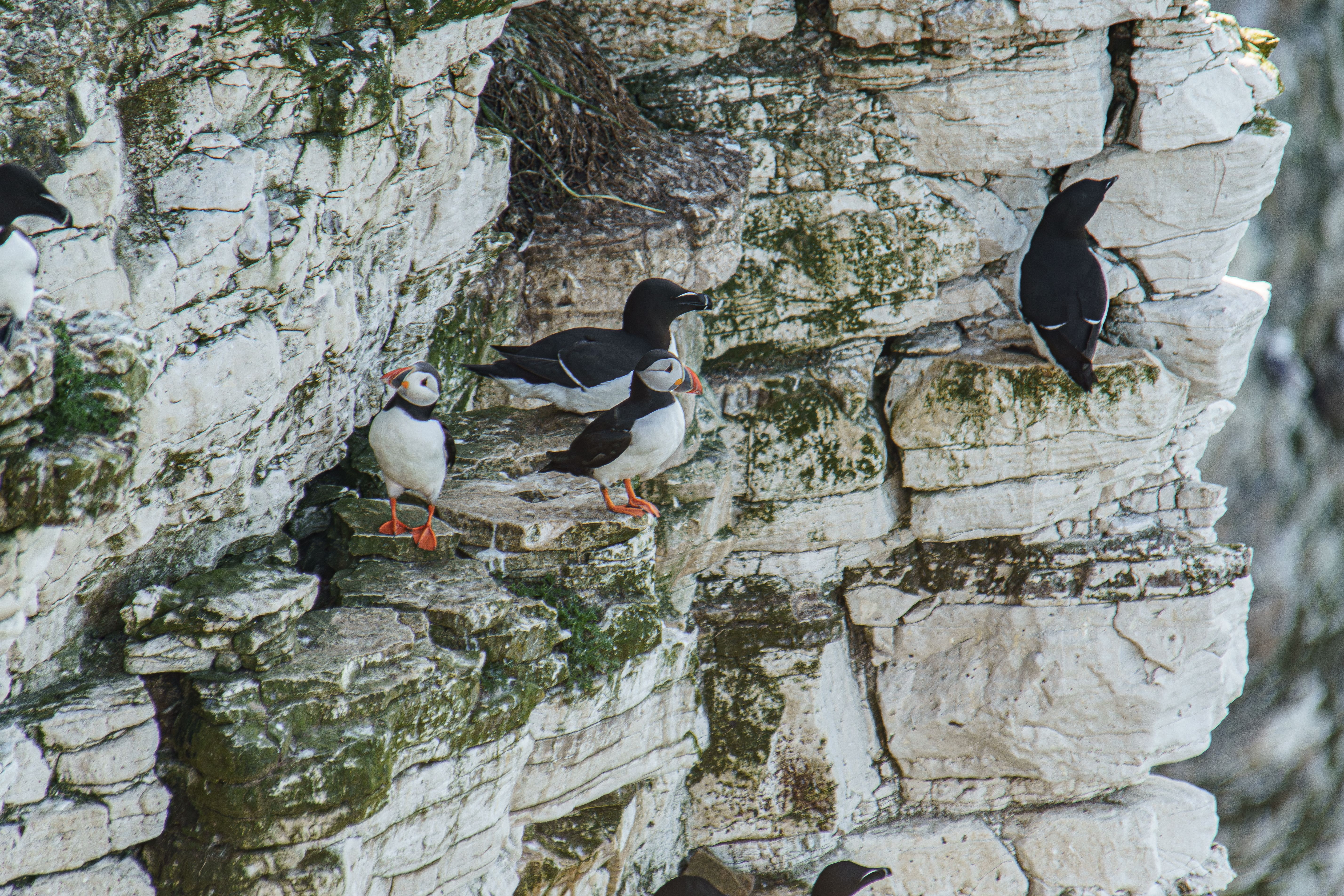 Puffins resting on rugged cliffs at Bempton, UK, perfect for wildlife photography and birdwatching enthusiasts.