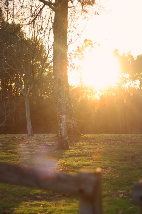 Free Golden sunset filtering through trees in a serene park setting in Póvoa de Lanhoso, Portugal. Stock Photo