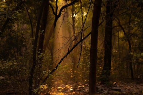 Free stock photo of autumn color, autumn mood forest, beauty of nature