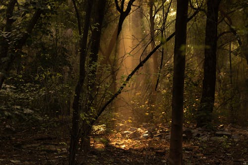 Free stock photo of autumn color, autumn mood forest, beauty in nature