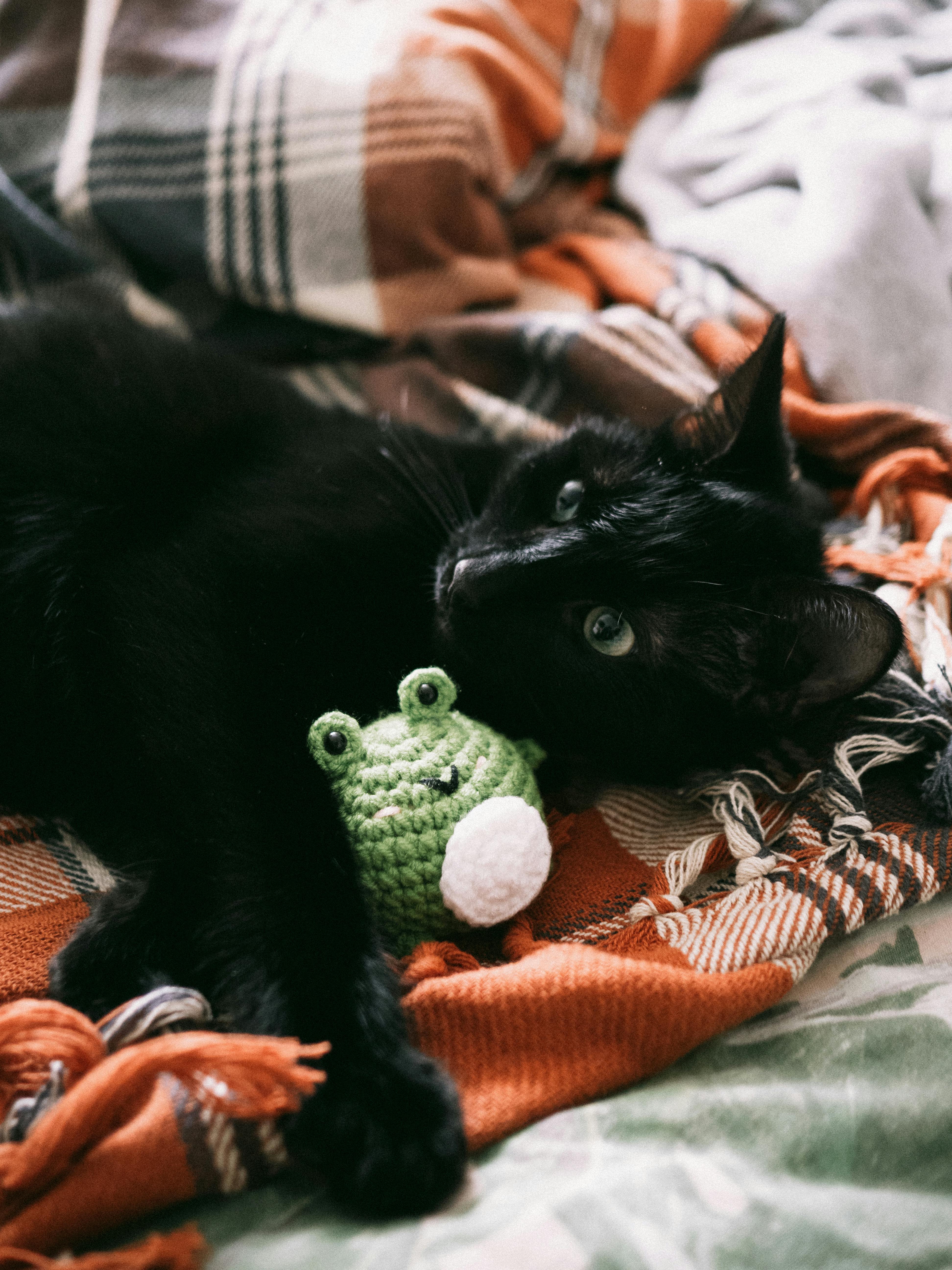 Cute black cat cuddling with a green frog plush on a cozy plaid blanket.