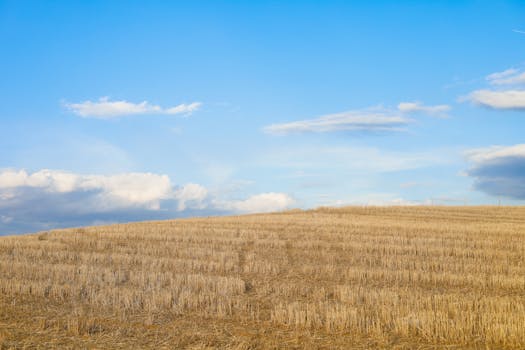 A wide view of a golden stubble field against a clear blue sky, capturing natural serenity.