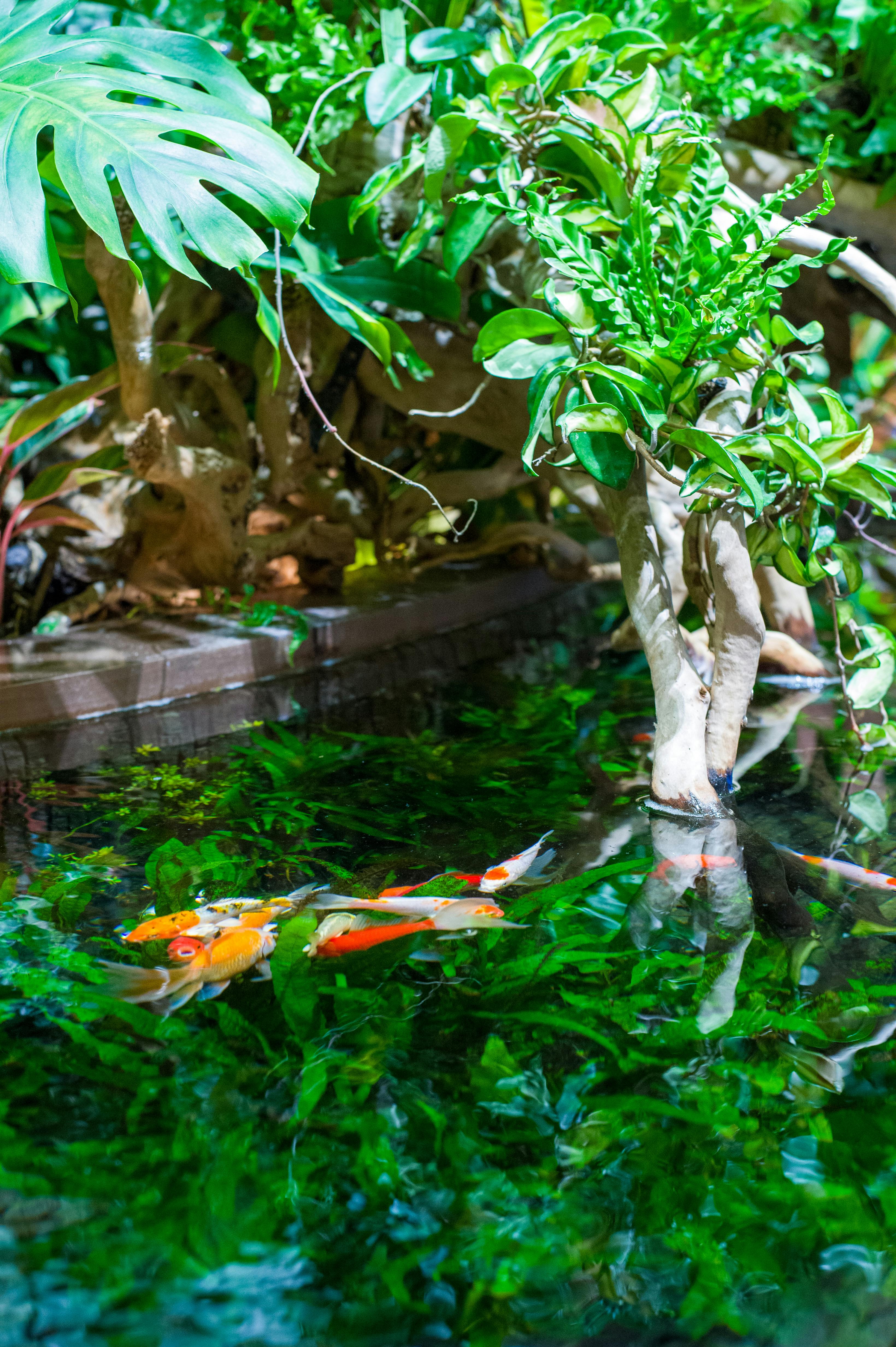 Colorful koi fish swim in a lush garden pond surrounded by vibrant green plants.