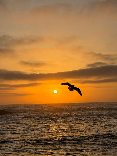 Free stock photo of beautiful, bird, gold Stock Photo