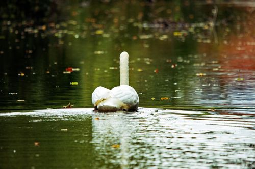 Free Graceful white swan swimming on a calm lake in Ingolstadt, Bavaria, during a serene day. Stock Photo