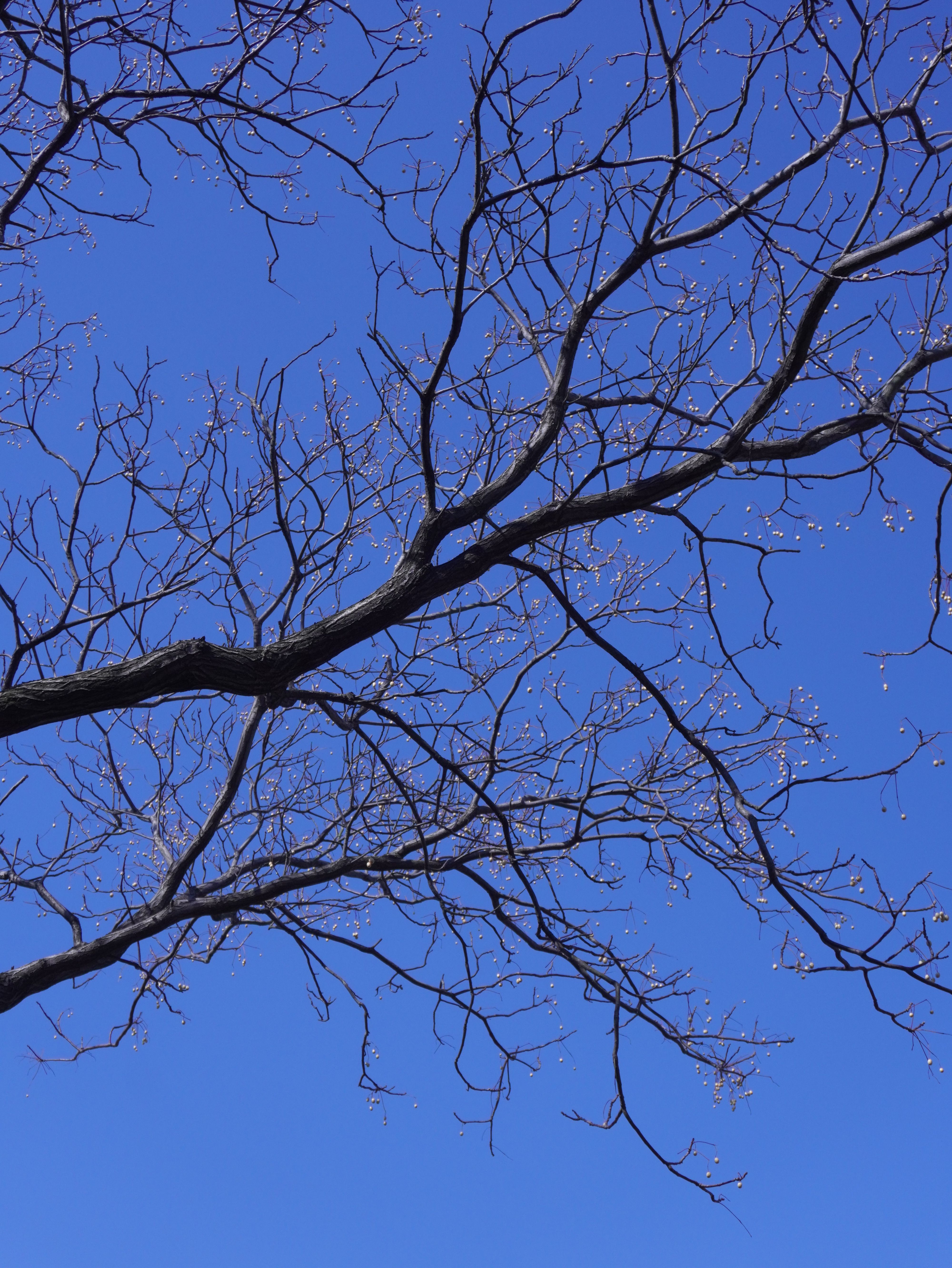 Bare Tree Branches Against a Blue Sky · Free Stock Photo