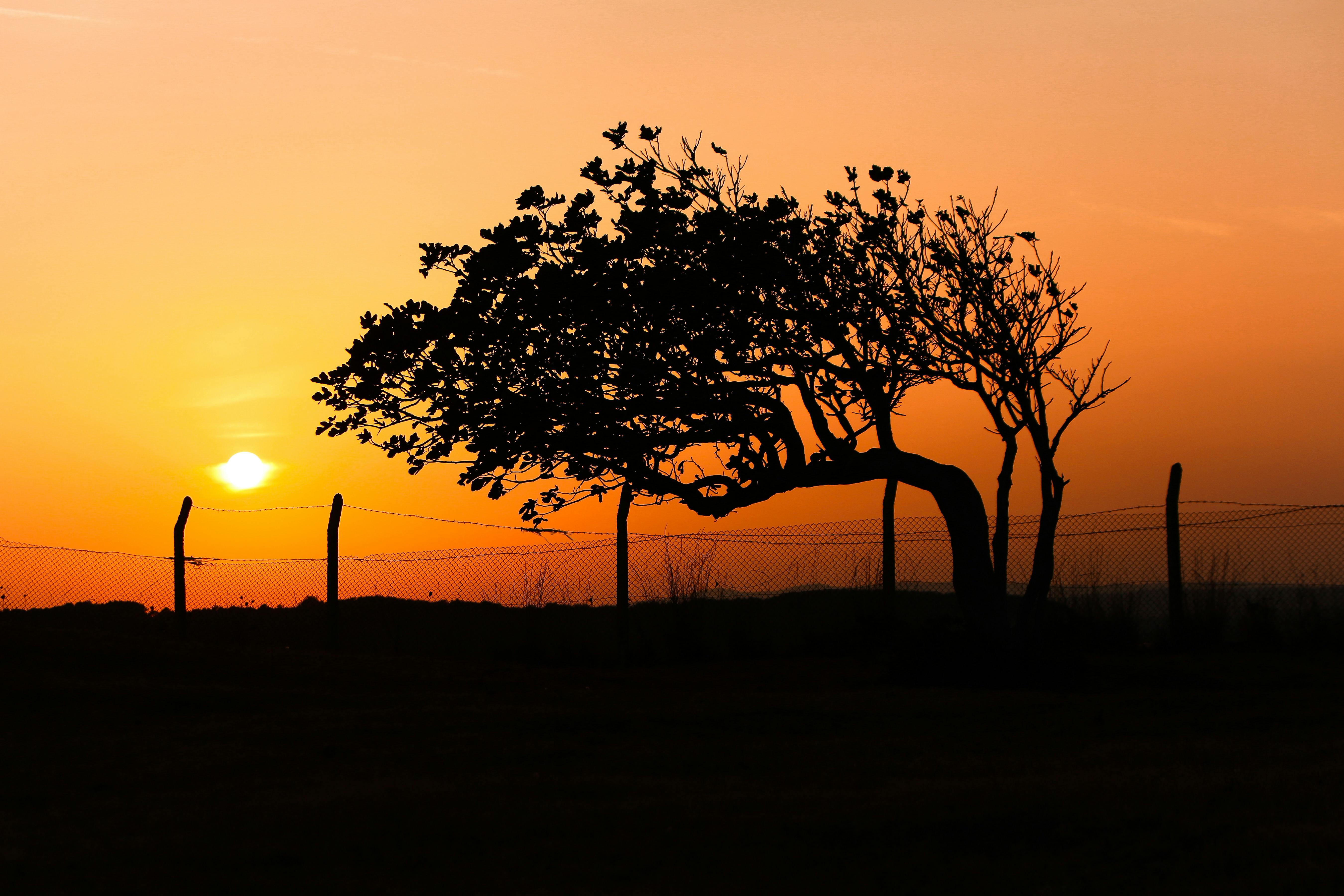 A solitary tree silhouette against a vivid sunset sky, evoking tranquility and beauty.