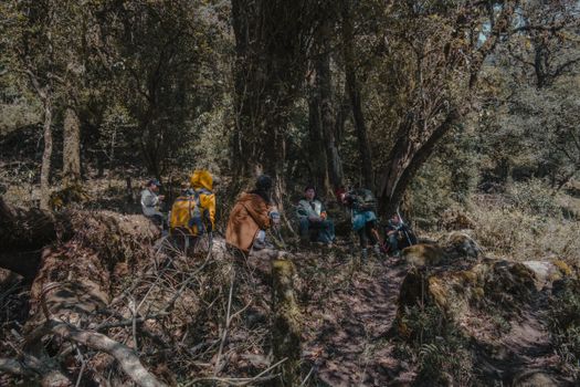 A group of hikers taking a break under trees in a dense forest environment.