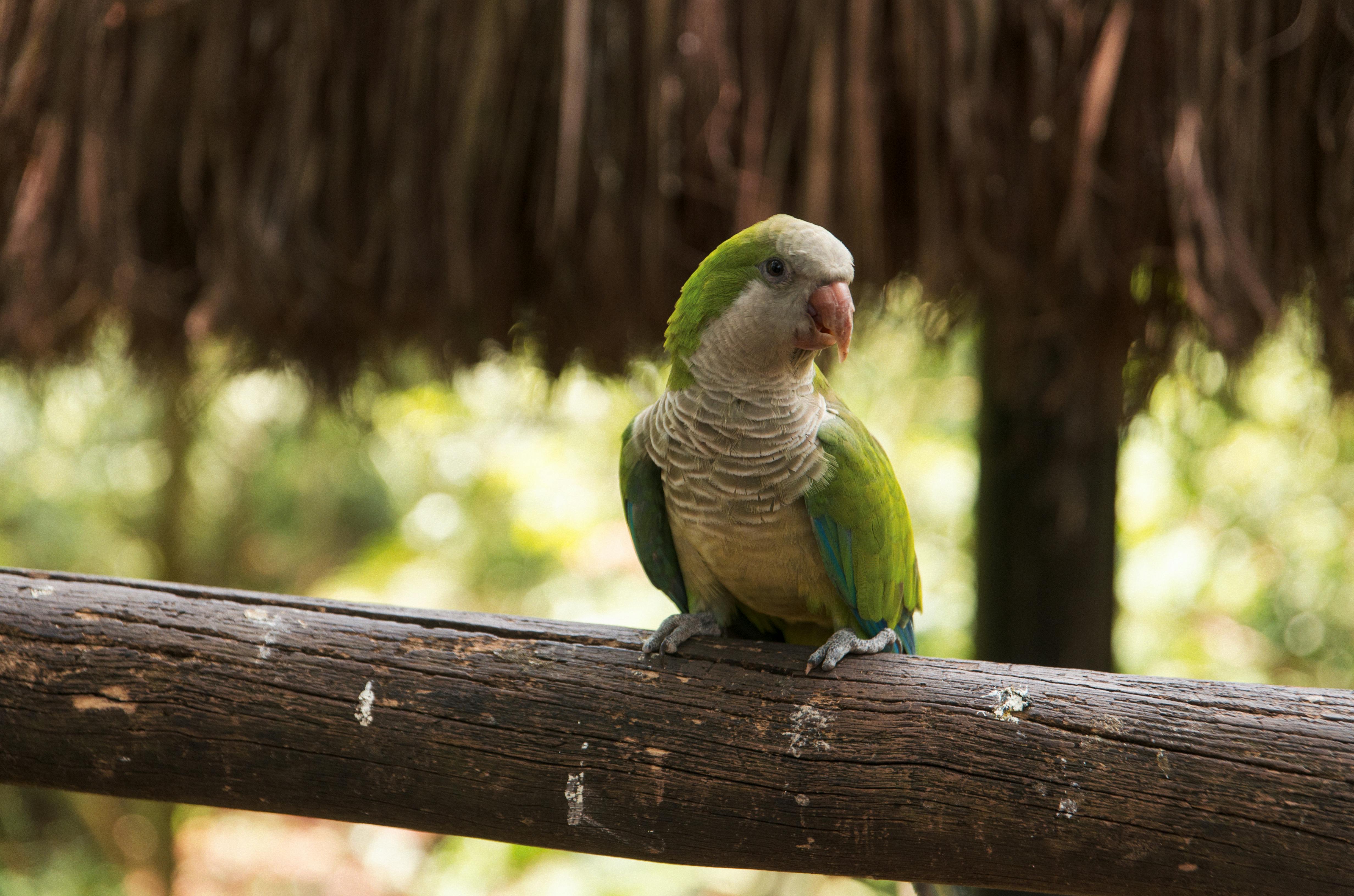 A colorful Monk Parakeet perched on a wooden fence in Paraná, Brazil.