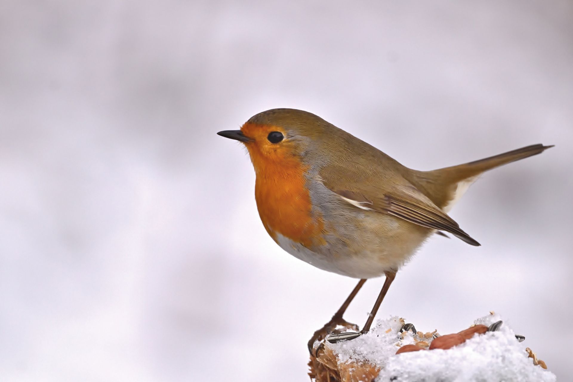 A beautiful European robin standing on a snowy branch in a winter landscape.