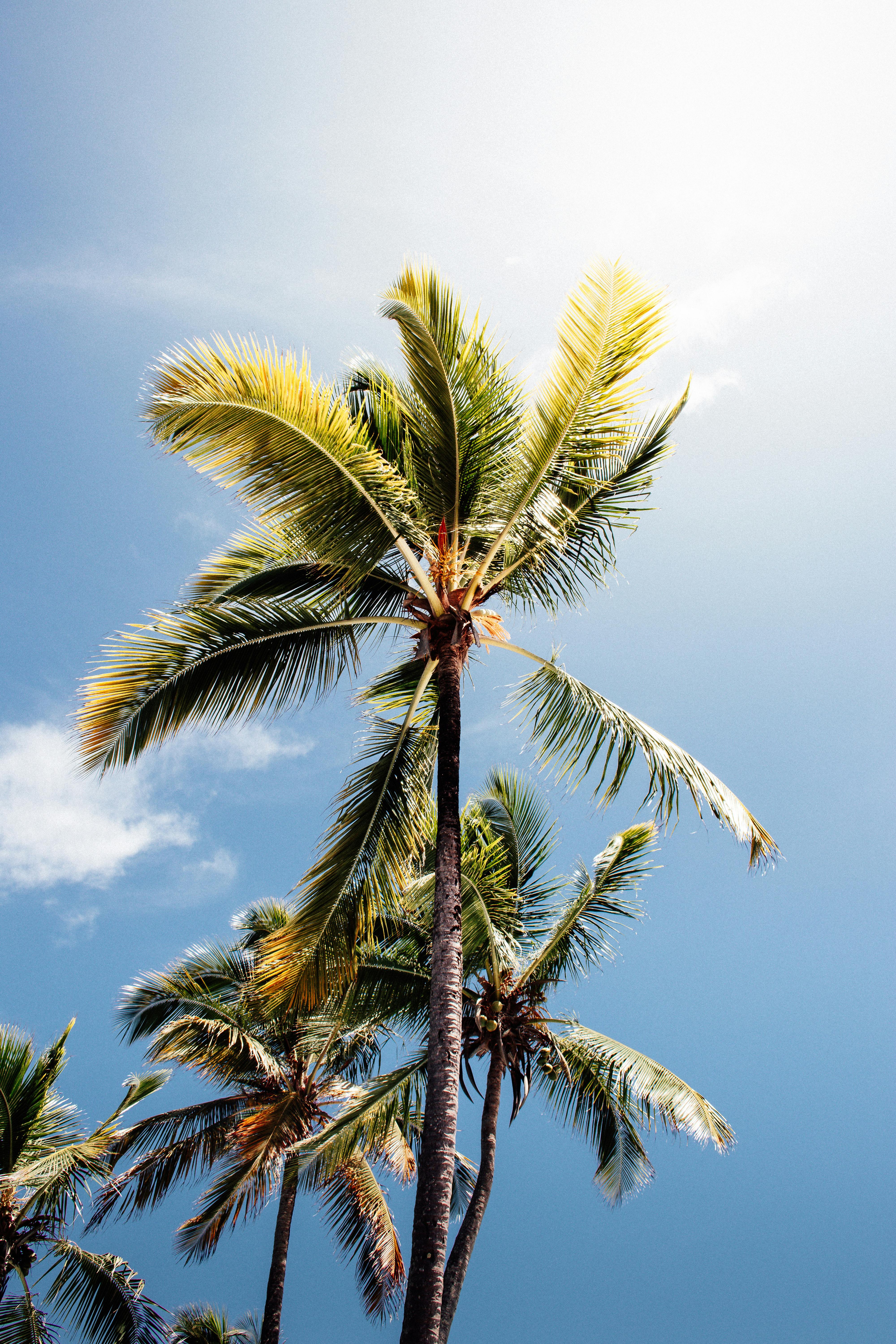 Tall coconut palm trees sway under a vivid blue sky in Itacaré, Bahia, Brazil.