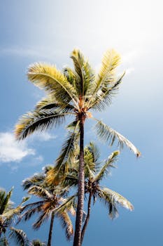 Tall coconut palm trees sway under a vivid blue sky in Itacaré, Bahia, Brazil.