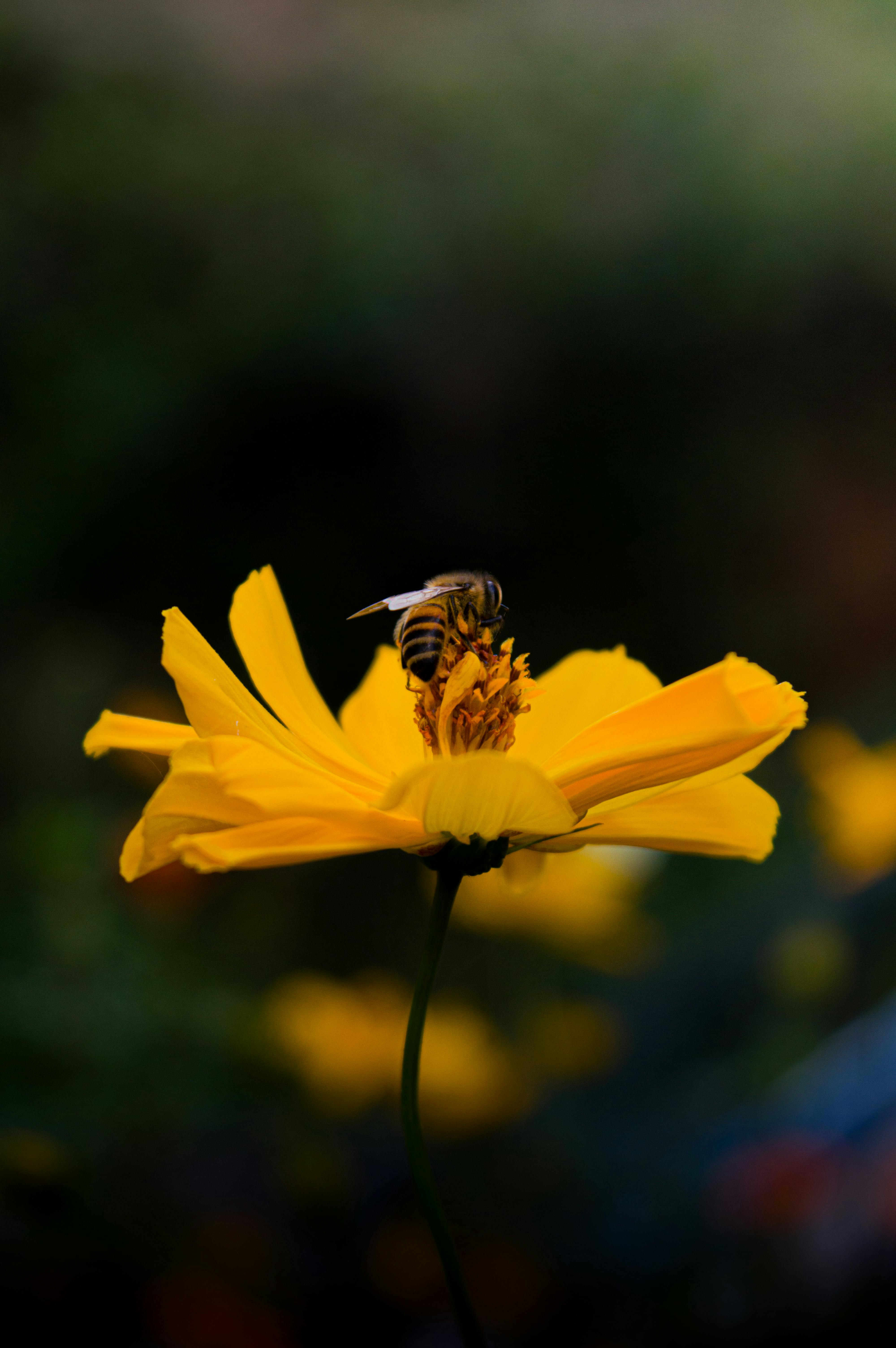 A close-up shot of a bee pollinating a bright yellow cosmos flower in a Brazilian garden.